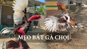 Bắt độ gà chọi