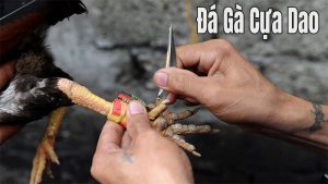 đá gà cựa dao