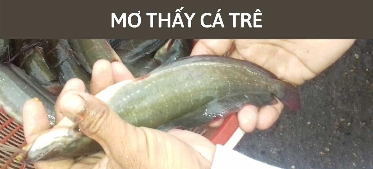 mơ thấy cá trê